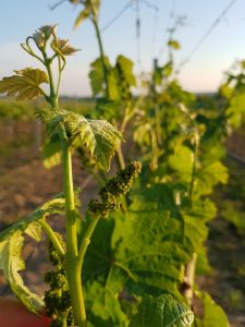 Weingarten_Weingut Vogt