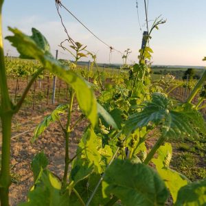 Weingarten Weingut Vogt